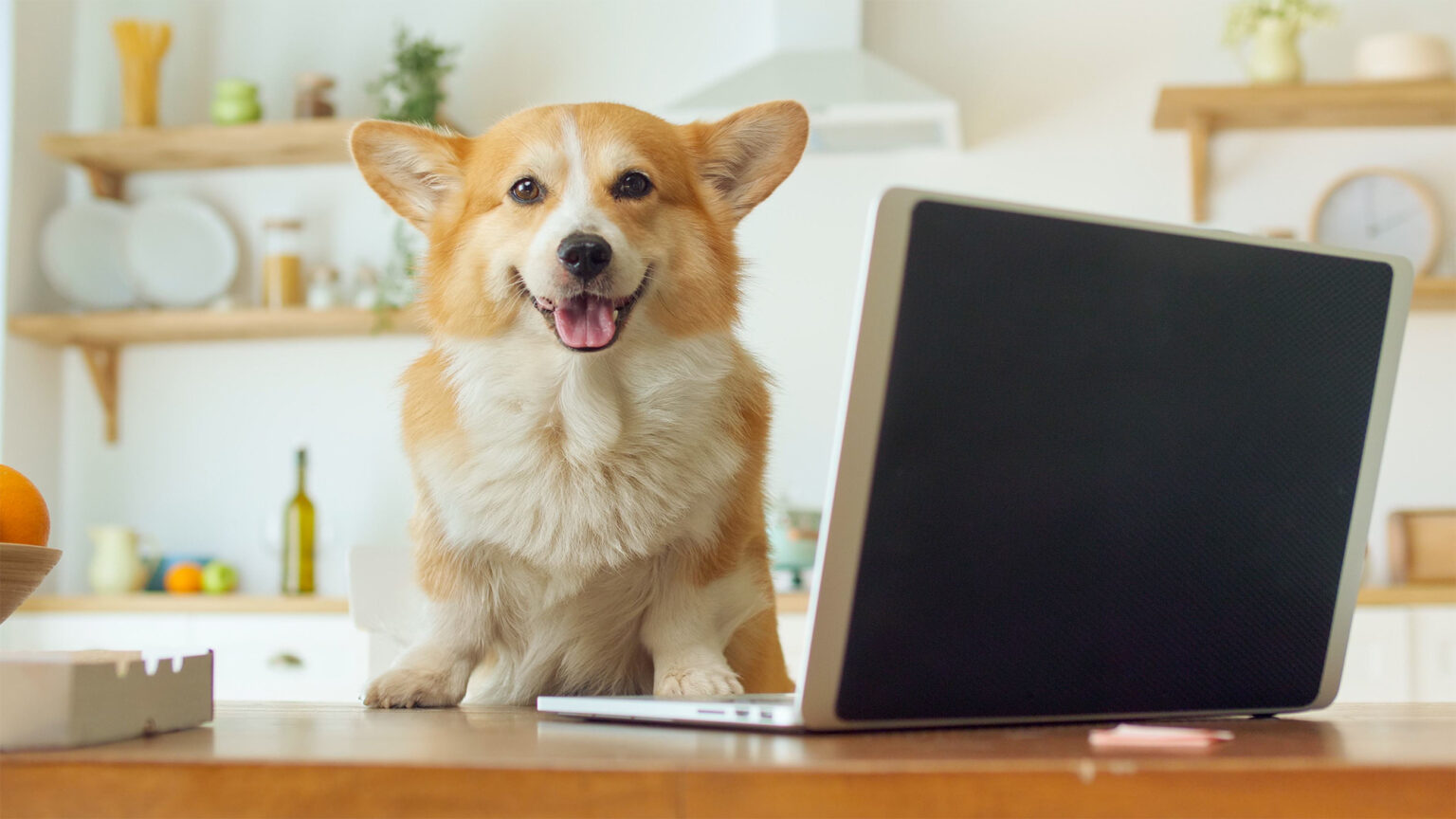Cachorro sentado diante de um notebook sobre a bancada de um pet shop.